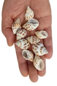10 Adet Junonia Shell Deniz Kabuğu 9-JS - 1
