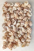 10 Adet Junonia Shell Deniz Kabuğu 9-JS - 3