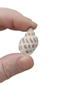 10 Adet Junonia Shell Deniz Kabuğu 9-JS - 2