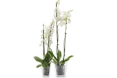 Poliwork Vanda 18 cm Tabaklı Orkide Saksı 2.2 lt - 1