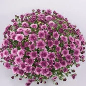 Özel Seri Branfountain Purple  Kasımpatı Krizantem Çiçeği Fidesi (1 Adet) - 1