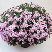 Özel Seri Bransmart Pink  Kasımpatı Krizantem Çiçeği Fidesi (1 Adet) ) - 1