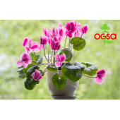 Ogsa Farm 1000 ml Iz Elementli Çiçek Coşturan Sprey Gübre - 2