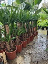 İTHAL YUKA BİTKİSİ (Yucca Massengena) 2 Gövdeli 90-110 Cm - 1