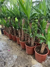 İTHAL YUKA BİTKİSİ (Yucca Massengena) 2 Gövdeli 90-110 Cm - 2