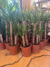 İTHAL YUKA BİTKİSİ (Yucca Massengena) 2 Gövdeli 90-110 Cm - 3