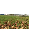 Gezen Tavuk Için Beş Çeşit Yem Bitkisi Tohumu Karışımı 6 kg thumbnail 1