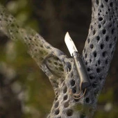 Katlanır Cep Çakısı - Opinel - Gürgen Ağacı Sap - Gri Çakı No:8 thumbnail 2