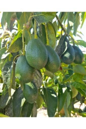 1 kg Avokado - Taze Hasat - 1