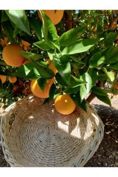 Zümrateks Tarım Sıkmalık 5 Kg - 1