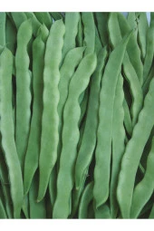 ÇALI FASULYE TAZE 1 KG ELİT AGRO - 1