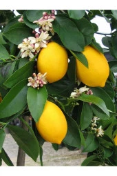 Taze Dalından Organik Limon Yaprağı 75 gram - 1