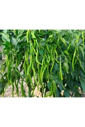 KIL BİBER TATLI 1 KG ELİT AGRO - 1