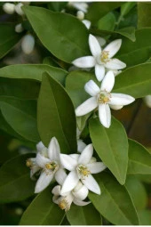 Taze Dalından Organik Limon Yaprağı 75 gram - 3