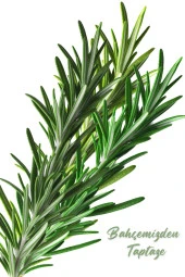 Üreticiden Ilaçsız 40 Gr. Biberiye Otu Taze Dopal Organik Rosemary - 3