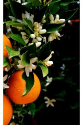 Taze Dalından Organik Portakal Yaprağı 75 gram - 1