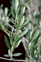 Taze Dalından Organik Zeytin Yaprağı 100 gram - 3