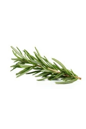 Üreticiden Ilaçsız 40 Gr. Biberiye Otu Taze Dopal Organik Rosemary - 2