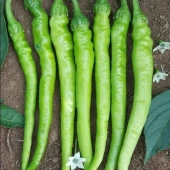 Yediveren Feriha Etli Tatlı Sivri Biber Fidesi (5 Adet) - 1