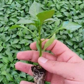 Yediveren Feriha Etli Tatlı Sivri Biber Fidesi (5 Adet) - 2