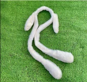 Taç Işıklı Hareketli Kulaklı Beyaz Peluş Sevimli Tavşan Kulak Kız Çocuk - 1