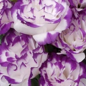 Katmerli S.Blue Picotee Lisianthus Çiçeği Fidesi (3 Adet) - 2