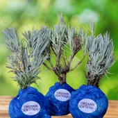 Organik Lavanta Fidesi-6 Adet. - 1