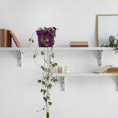 Eget Kalp Kalbe Karşı Çiçeği (Ceropegia Woodii)-Mor saksılı - 1