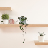 Eget Kalp Kalbe Karşı Çiçeği (Ceropegia Woodii)-Beyaz saksılı - 2