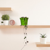 Eget Kalp Kalbe Karşı Çiçeği (Ceropegia Woodii)-Yeşil saksılı - 2