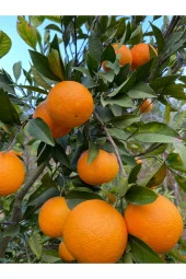 Portakal 2 Kg Bol Sulu Sıkmalık - 1