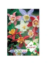 Arzuman Yer Küpelisi Çiçeği Tohumu - 1