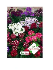 Arzuman Mine Çiçeği Tohumu - 1