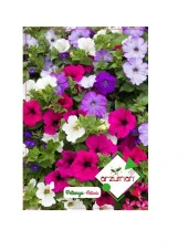 Arzuman Petunya Çiçeği Tohumu - 1