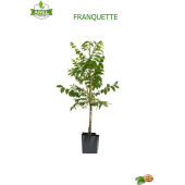 Tüplü Franquette Ceviz Fidanı - 1