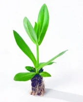 Katmerli Allamonde S.White Lisianthus Çiçeği Fidesi (3 Adet) - 2