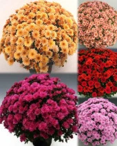 Özel Seri Mixed Kasımpatı Krizantem Çiçeği Fidesi (3 adet) thumbnail 1