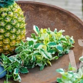 Saksılık Geniş Yapraklı Pinedo Ananas Kokulu  Nane Fidesi (2 adet) - 1