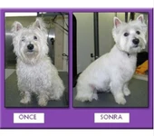 Profesyonel Kedi Köpek Ve Evcil Hayvan Traş Makinesi Elektrikli thumbnail 5