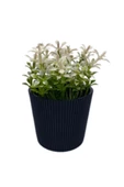 Çizgili Yuvarlak Saksı Çiçek Royaleks-5706 - 1