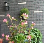 Bitki Destek Filesi 25 metre, En: 4m Salatalık, Fasülye, Kabak Filesi - 3