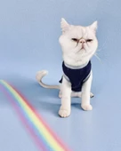 Navy Sports Atlet Kedi Kıyafeti Kedi Elbisesi - 1