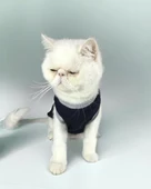 Navy Sports Atlet Kedi Kıyafeti Kedi Elbisesi - 4