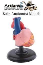 Kalp Modeli 2 Parça 1 Adet Gerçek Boy Kalp Anatomisi Modeli İnsan Kalp Modeli Renkli Bilim Deney Malzemesi - 1