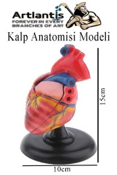 Kalp Modeli 2 Parça 1 Adet Gerçek Boy Kalp Anatomisi Modeli İnsan Kalp Modeli Renkli Bilim Deney Malzemesi - 2