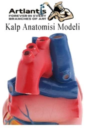 Kalp Modeli 2 Parça 1 Adet Gerçek Boy Kalp Anatomisi Modeli İnsan Kalp Modeli Renkli Bilim Deney Malzemesi - 5
