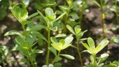 BT Altınkulak Semizotu Tohumu (10 gr) - 2