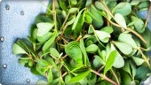 BT Altınkulak Semizotu Tohumu (10 gr) - 3