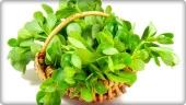 BT Altınkulak Semizotu Tohumu (10 gr) - 4