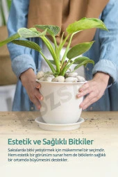 Bozsan Beyaz Taş 4-6cm Dolomit Taşı Bahçe Süs Akvaryum Taşı Dere Çakıl Taşı 5 Kg - 5